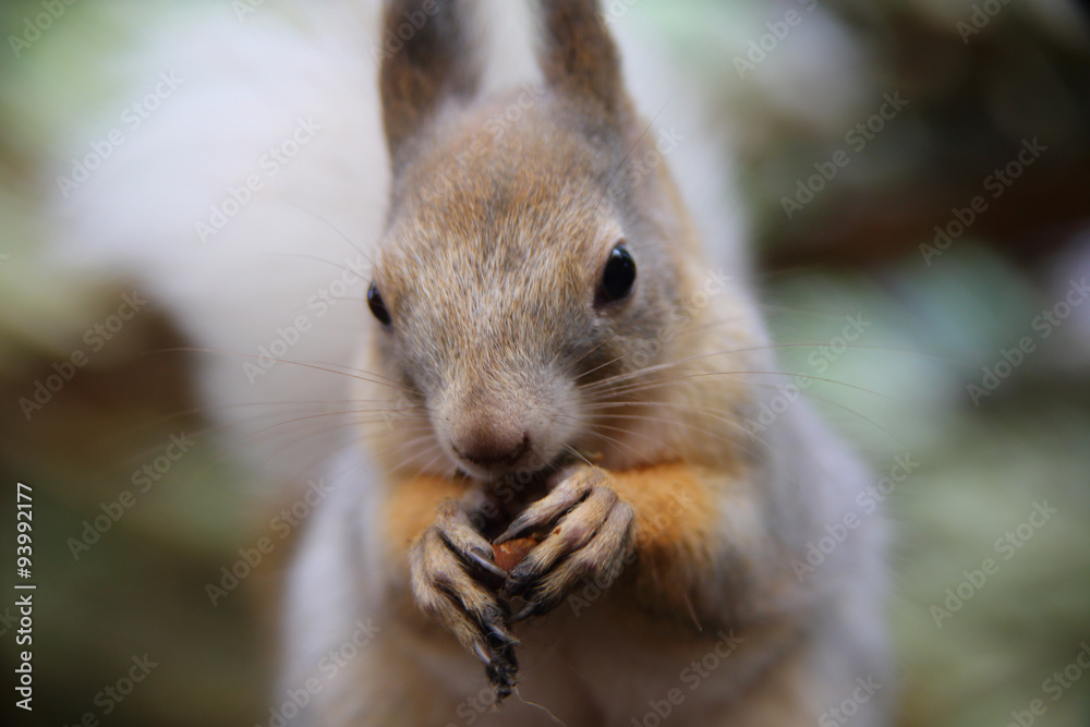 Obraz premium essendes Eichhörnchen