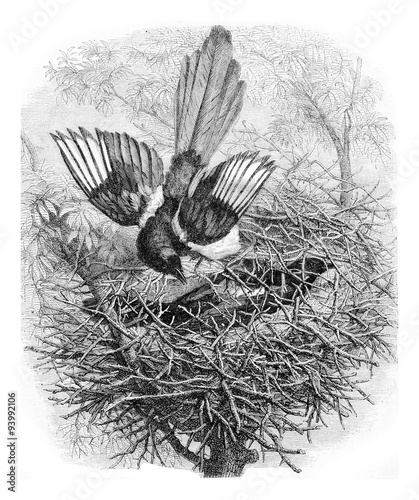 The Magpie and her nest, vintage engraving.