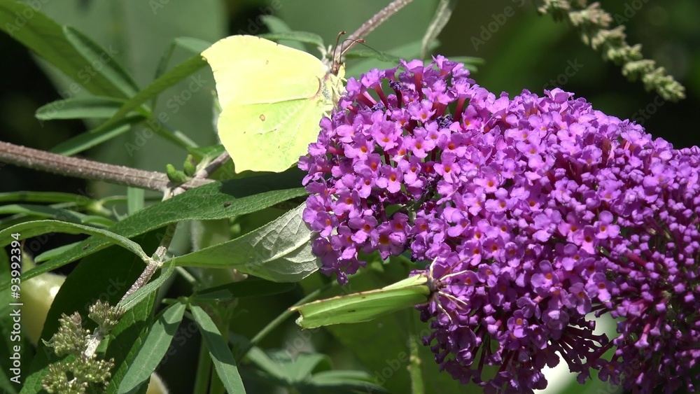 Butterfly brimstone on purple flower Butterfly brimstone on purple flower