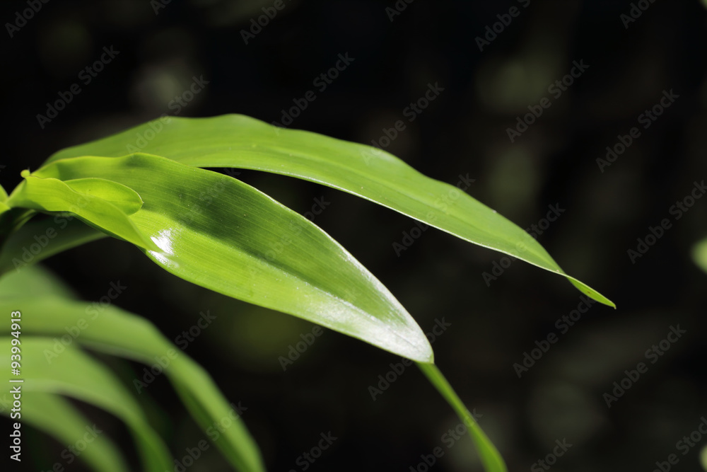 Fototapeta premium Leaf 