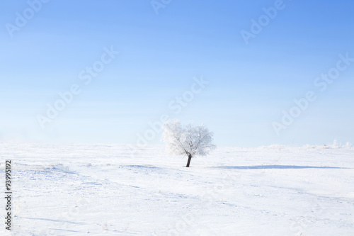 Alone frozen tree on winter field and blue sky