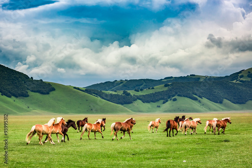 Wild horses in valley near ...