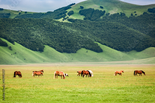 Fototapeta Naklejka Na Ścianę i Meble -  Wonderful horses in mountain valley, Umbria, Italy