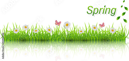 Spring background. Green grass lawn with chamomile and butterflies. Vector