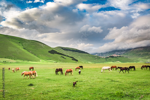 Beautiful horses in mountain valley, Umbria, Italy