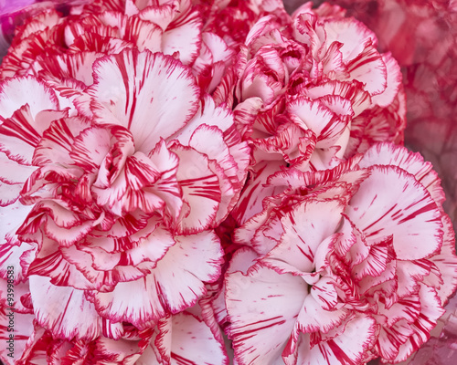 pale white and pink carnation flowers, natural background