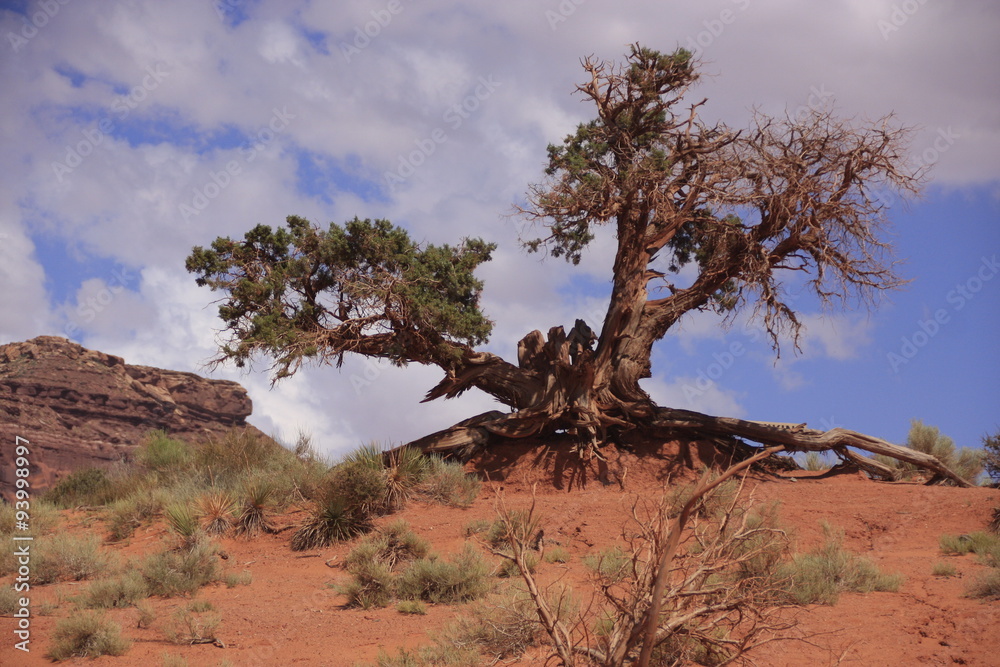 Fototapeta premium genévrier dans Monument Valley