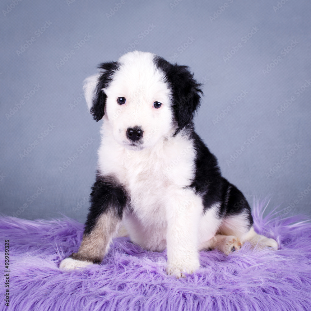purebred puppy purebred puppy