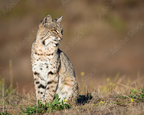 Northern California bobcat in a field of dry brown grass.