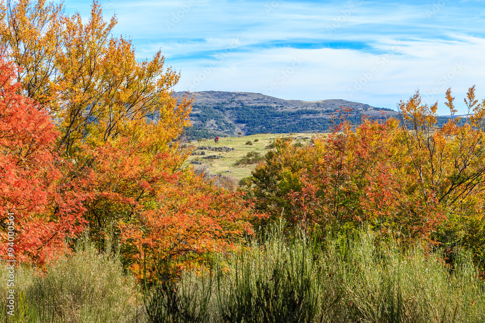 Fototapeta premium Hayedo de la Tejera Negra, Guadalajara