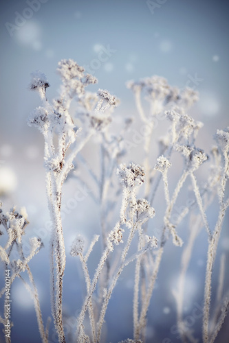 The dry plants in snow in the winter © Azaliya (Elya Vatel)