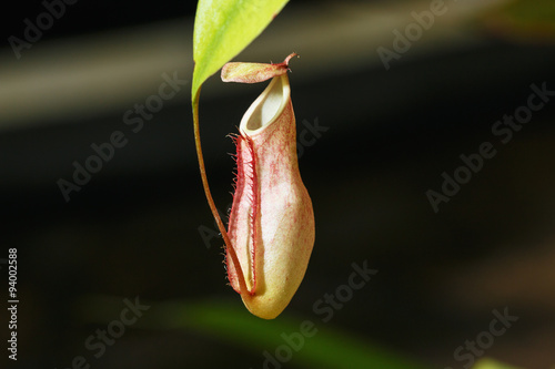 Fototapeta Naklejka Na Ścianę i Meble -  Insectivorous plants Nepenthes Ampullaria  close up