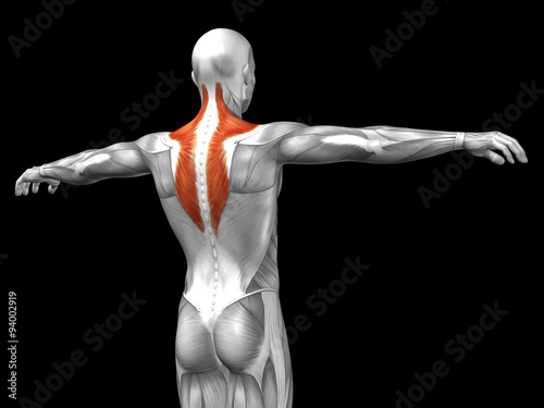 Conceptual 3D anatomy muscle isolated