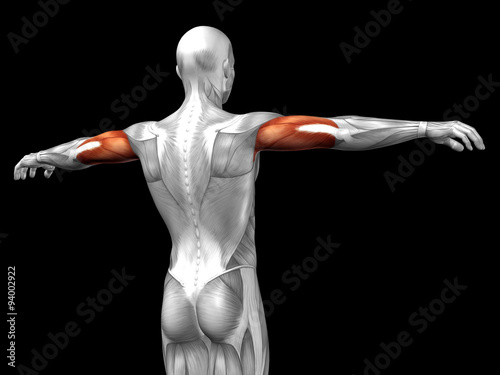 Conceptual 3D anatomy triceps muscle isolated