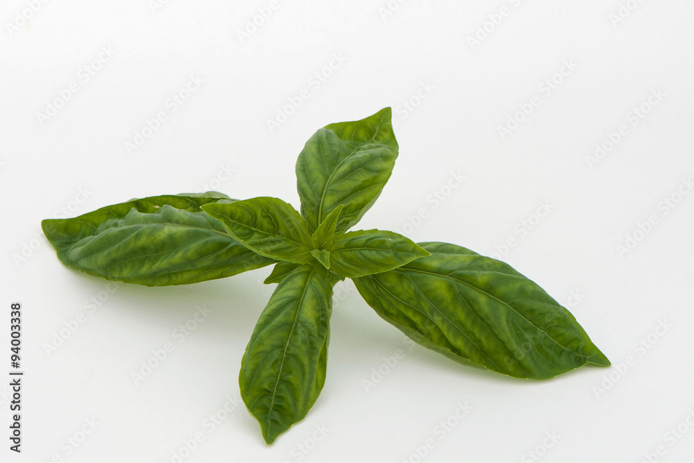 Fresh Sweet Basil Isolated on White Background Fresh Sweet Basil Isolated on White Background
