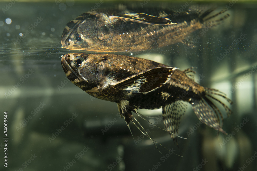 freshwater butterflyfish , Pantodon buchholzi