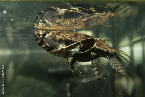 freshwater butterflyfish , Pantodon buchholzi