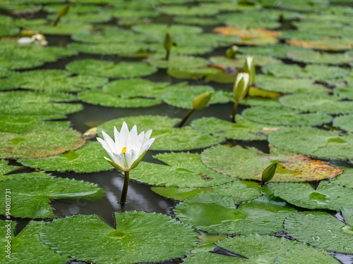 Fototapeta Naklejka Na Ścianę i Meble -  White Lotus waterlily