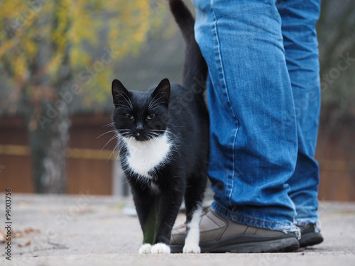 Черная кошка трется о ноги человека на улице. Кошка бездомная, она ищет дом и нового хозяина. 