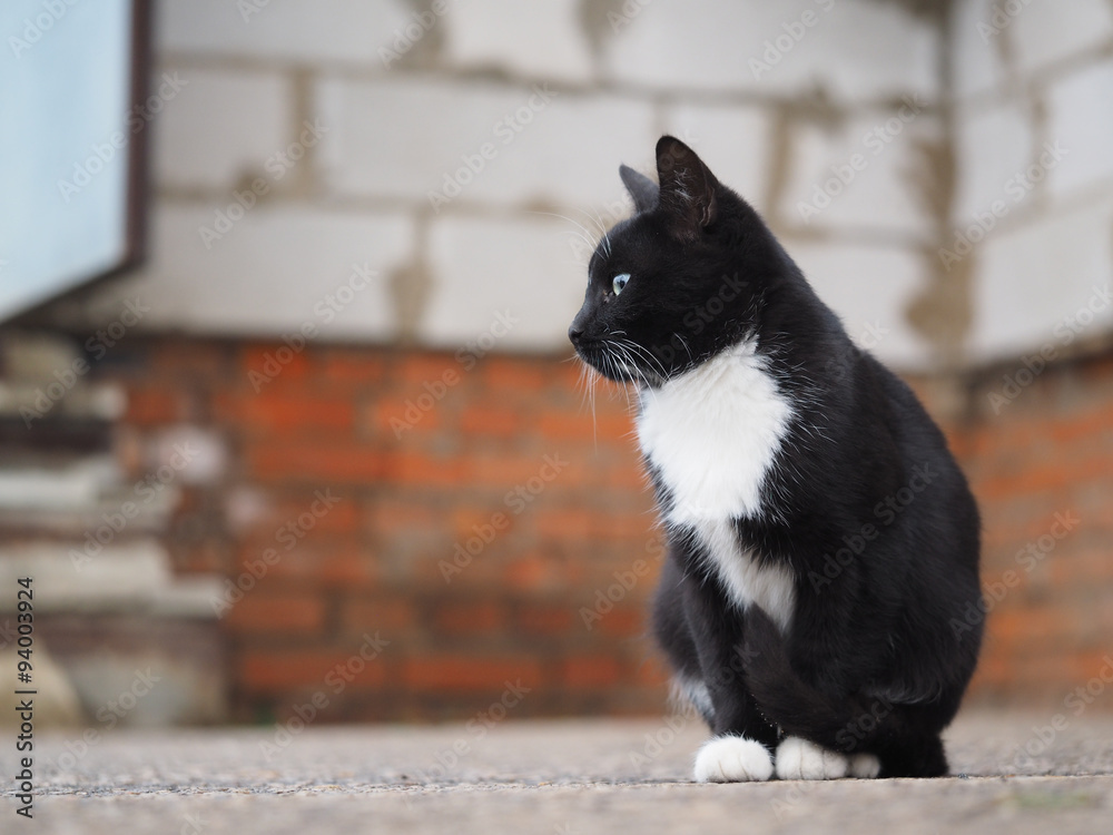 Портрет черно-белой кошки на фоне кирпичной стены. Кошка уличная, бездомная, но очень красивая и изящная. Черная с белым, гладкошерстная 