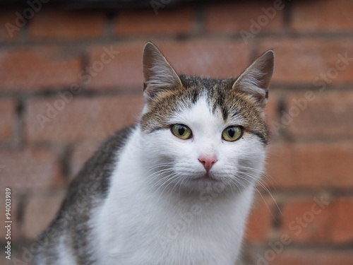 Портрет белой кошки крупно. Кошка уличная, бездомная с удивительно красивыми глазами. Белая, гладкошерстная © kozorog