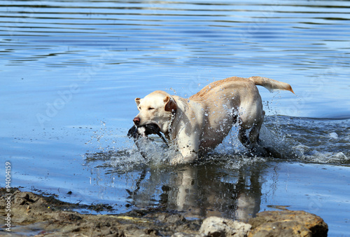 Photography the hunting labrador retrieving