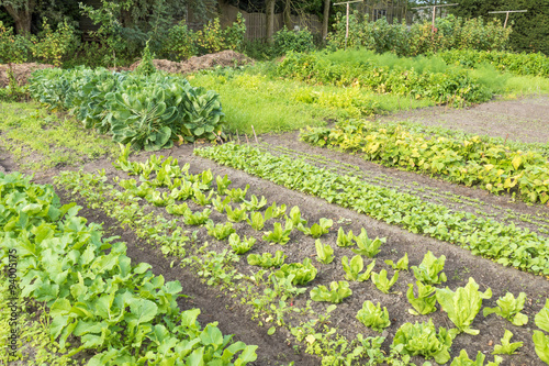 Vegetable garden. photo