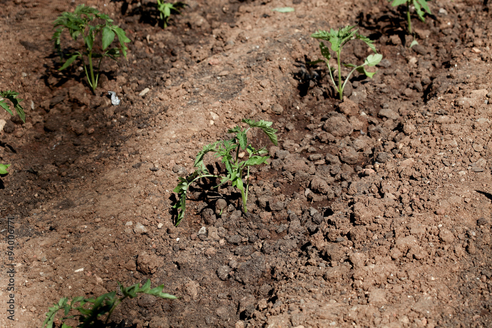 seedlings seedlings