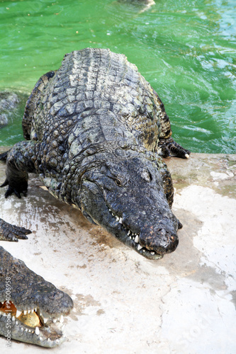 crocodile 20102015