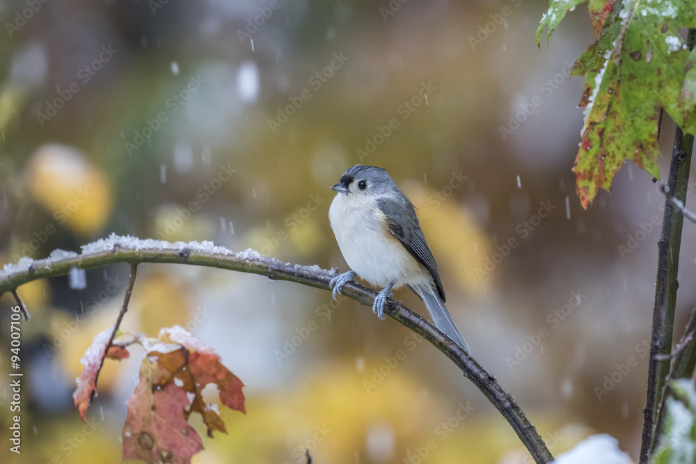 Fototapeta premium Tufted Titmouse in a Snow Storm in October