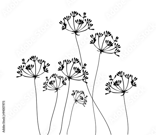 Fototapeta Naklejka Na Ścianę i Meble -  Fennel Flower