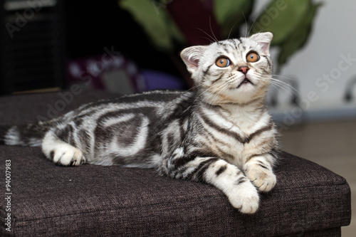 Fototapeta Naklejka Na Ścianę i Meble -  British Shorthair kitten