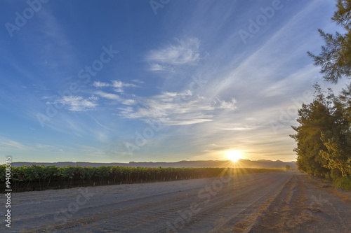 Sunrise in the vineyard