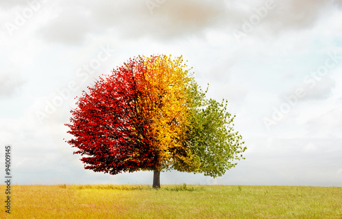 Baum im Verfärbten Blättern