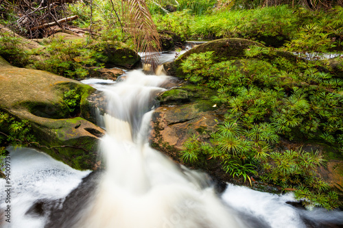 Small stream in jungle