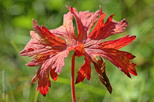 Blatt des Wiesen-Storchschnabels  Geranium pratense  in roter Herbstf  rbung