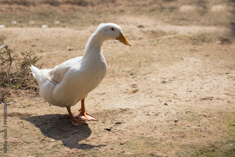 white duck in farm