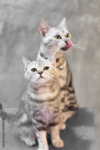 Cats portrait