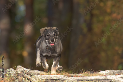 Swedish Elkhound puppy running in the forest photo