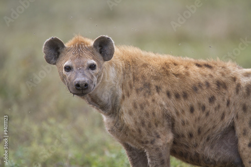 Portrait of wild spotted hyena