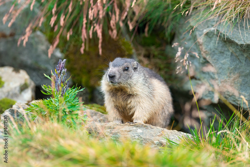Murmeltier in den Alpen 