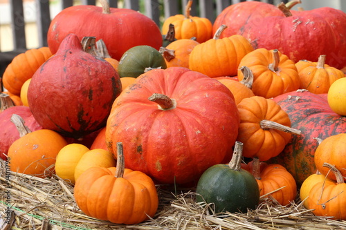 Pumpkins   Multicolored decorative pumpkins on autumn festival