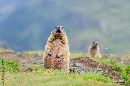 Murmeltiere in den Alpen  © artepicturas