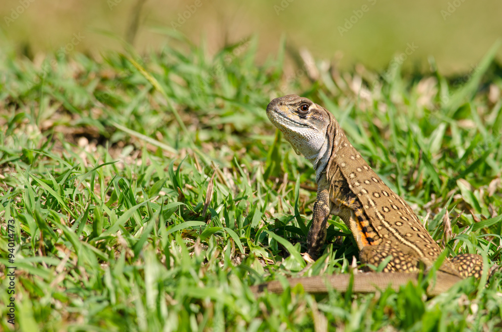 Naklejka premium Leiolepis is waiting prey in the garden