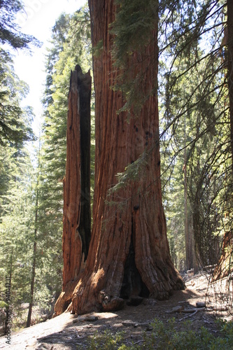 tronc de sequoia