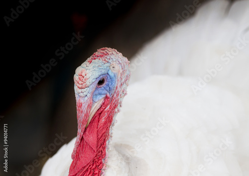 Colorful turkey portrait