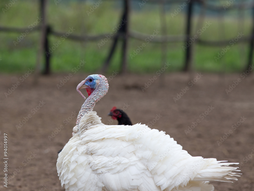Fototapeta premium Turkey on poultry farm
