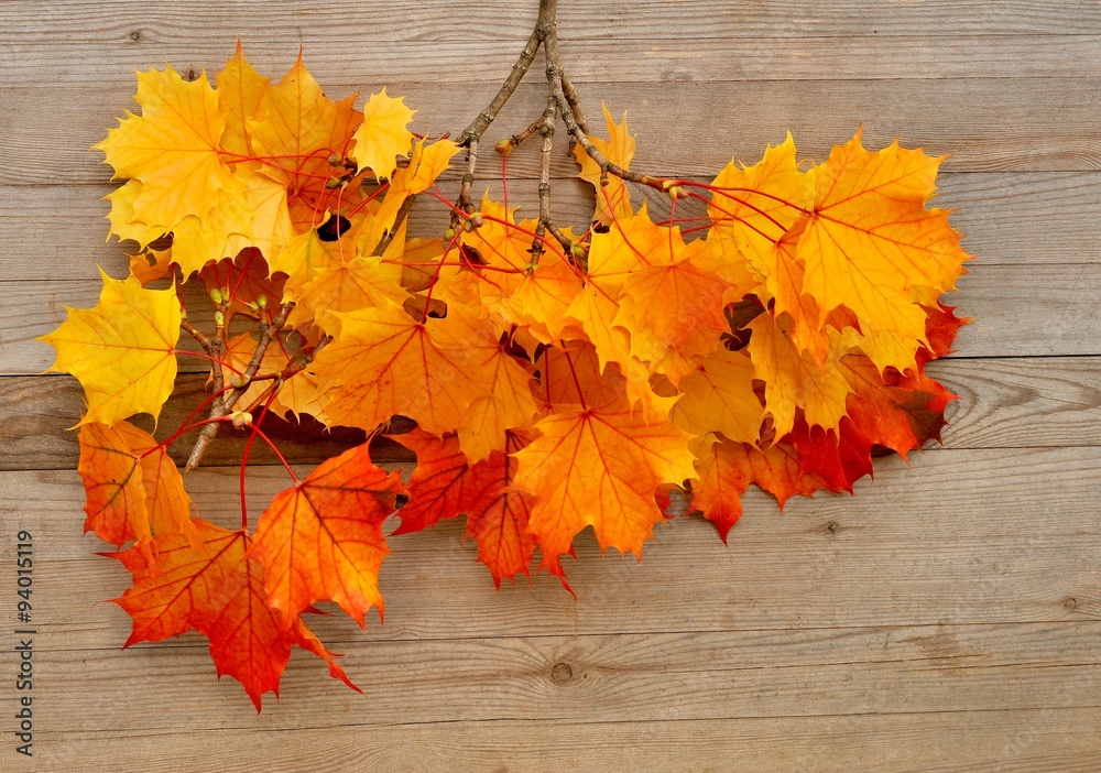 Obraz premium Autumn background.