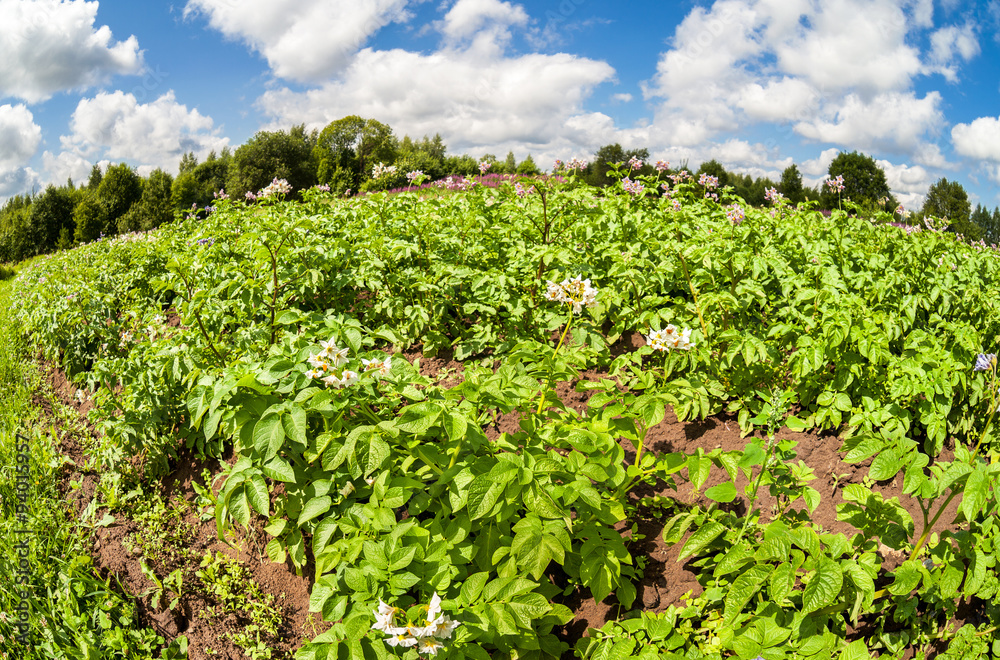 Fisheye view on the potatoes plantation in summertime