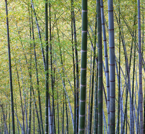 Bamboo Forest Trees